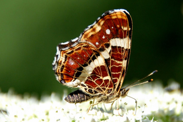 Bild Landkärtchen - Schmetterling