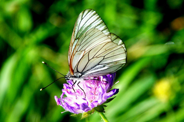 Bild Baumweissling - Schmetterling