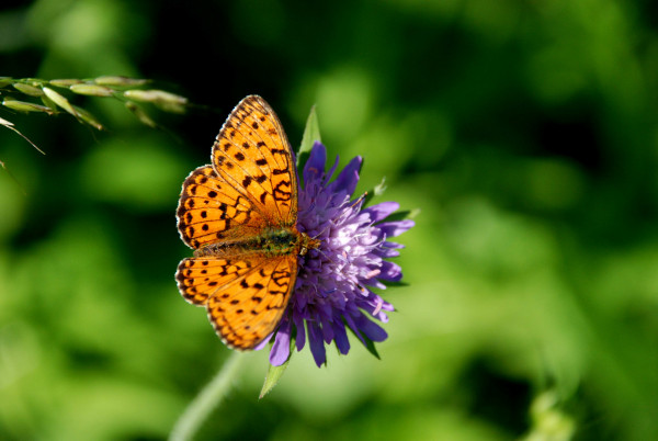 Bild Großer Perlmuttfalter - Schmetterling