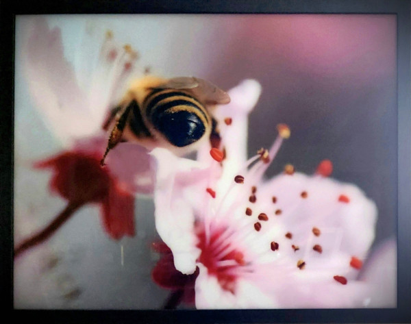 Bild Biene, Acryldruck