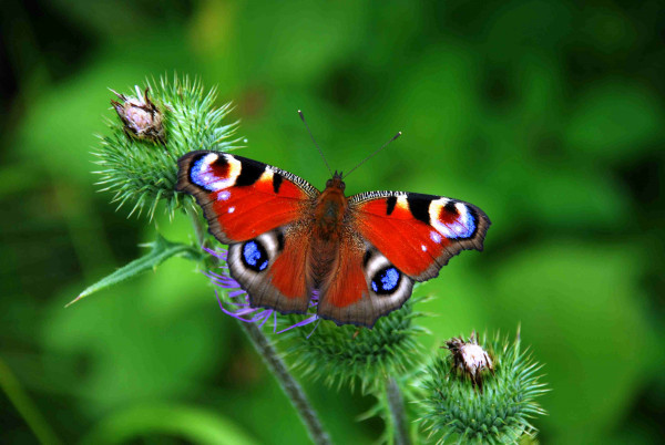 Bild Tagpfauenauge - Schmetterling