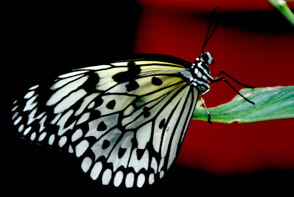 Bild Schachbrett - Schmetterling